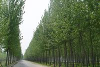 東營龍居高效生態林業示范區道路建設工程政府采購項目